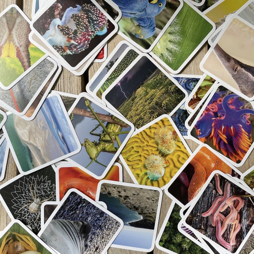OuiSi cards scattered across a wooden table